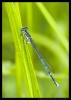 Gallery
Sleeper dragonfly