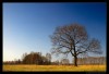 Landscape. Spring
Lonely oak