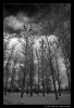 IR photography
Rooks nestles on poplars